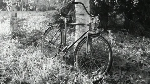 Old  bicycle parked at the birch Stock Footage 110833450