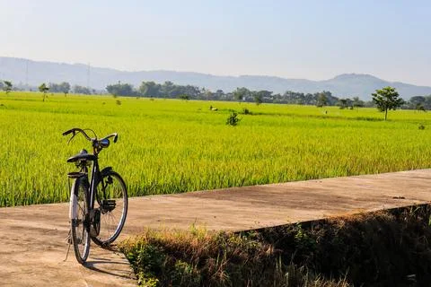 Old bicycle with rice fields in the background. Stock Photos