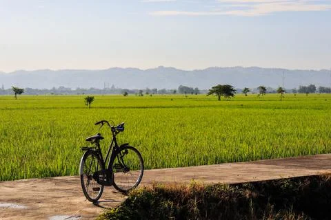Old bicycle with rice fields in the background. Stock Photos