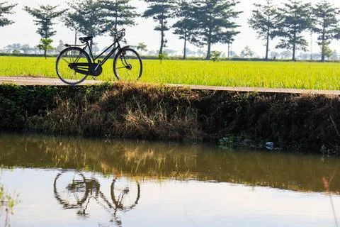 Old bicycle with rice fields in the background. Stock Photos