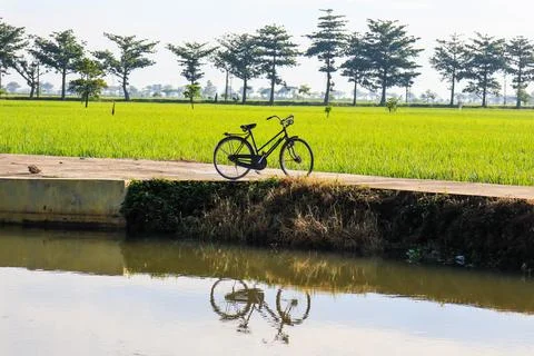 Old bicycle with rice fields in the background. Stock Photos