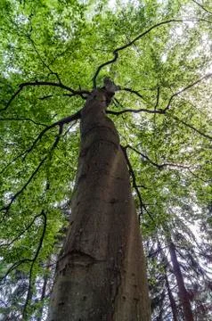 Old big beech Stock Photos