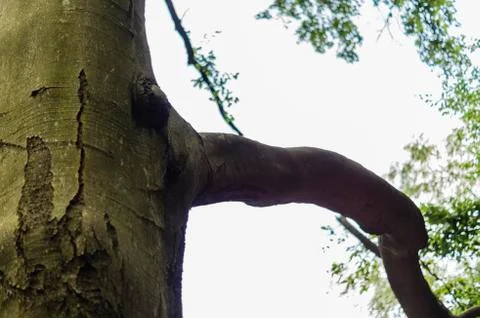 Old big beech Foto stock