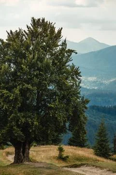 Old big beech tree in the mountains Stock Photos