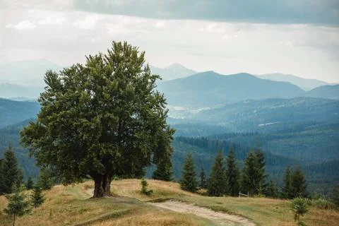 Old big beech tree in the mountains Stock Photos