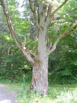 Old big oak tree standing alone in forest summer nature background Stock Photos