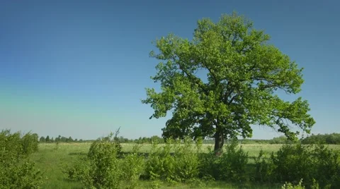 Old big oak tree in windy weather Video stock 43159536