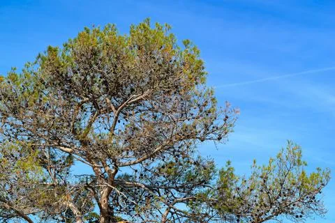 Old big pine Stock Photos