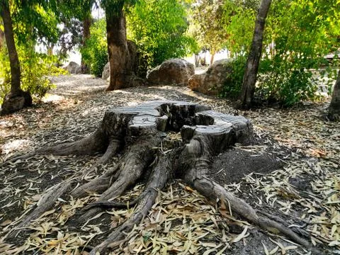 Old Big Stump Stock Photos
