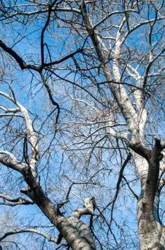 Old big tree branches Foto stock