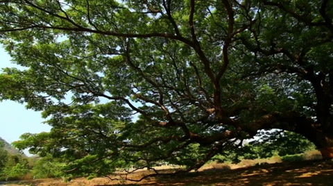 Old big tree on brown grass Stock Footage 37112890
