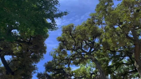 The old big tree expand its branches and green leaves bloom all over with sky Stock Footage 285111586