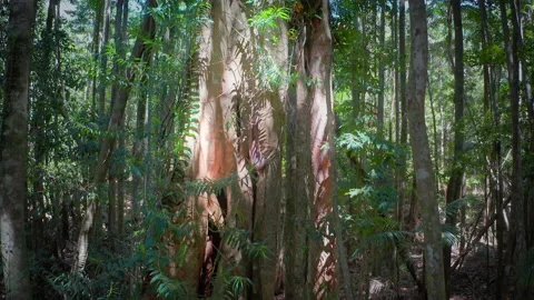 Old big tree in jungle rainforest. Banyan in Kondalilla National Park Queensland Stock Footage 168912926