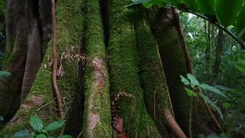 Old big tree in jungle tropical rainforest. Stock Footage 242867821