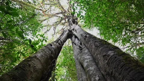 Old big tree in jungle tropical rainforest. Stock Footage 242867867