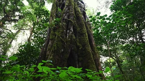 Old big tree in jungle tropical rainforest. Stock Footage 242867908