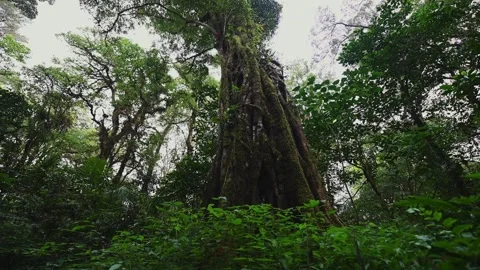 Old big tree in jungle tropical rainforest. Stock Footage 243078591