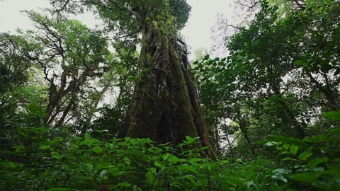 Old big tree in jungle tropical rainforest. Stockbeeldmateriaal 243471495