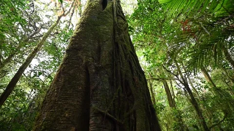 Old big tree in jungle tropical rainforest. Stock Footage 243471501
