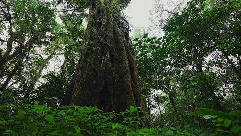 Old big tree in jungle tropical rainforest. Stock Footage 243622878