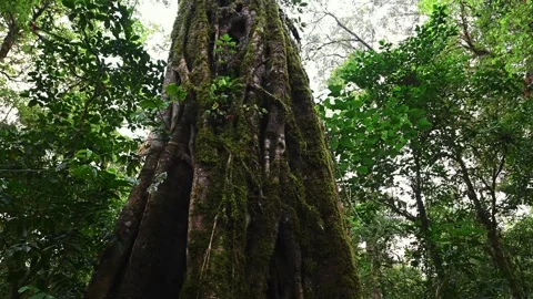 Old big tree in jungle tropical rainforest. Stock Footage 245529673