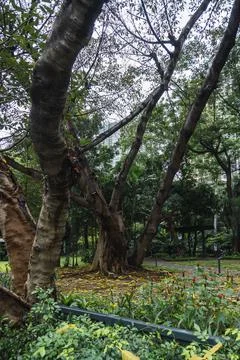 Old big tree with large trunk in the middle of a park in MAkati, Manila. Natu Stock Photos