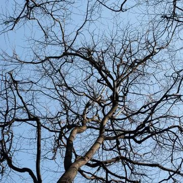 Old big tree. Foto stock