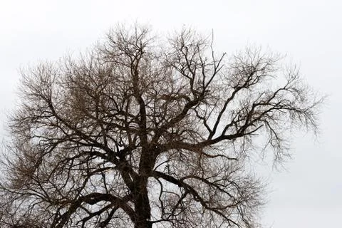 Old big tree. Stock Photos