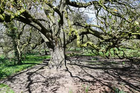 Old big tree Stock Photos