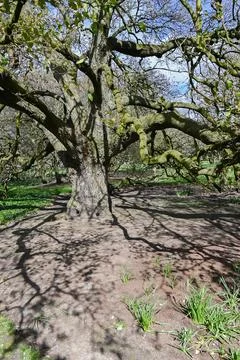 Old big tree Foto stock