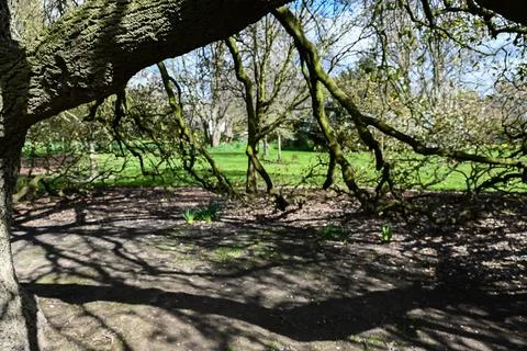 Old big tree Stock Photos
