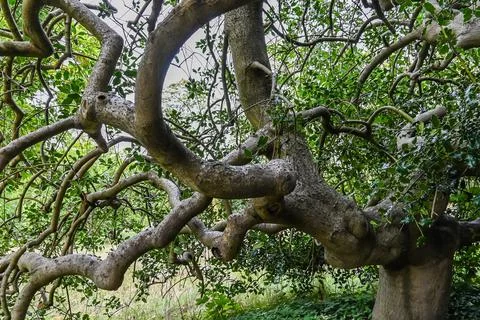 Old big tree Foto stock