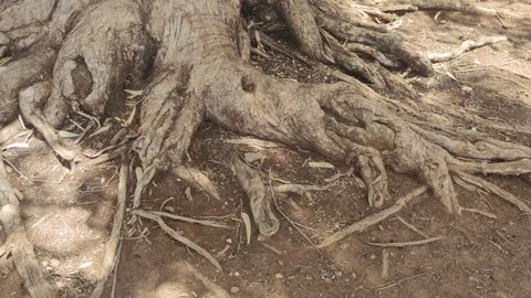 Old big Tree roots Stock Footage 247315530