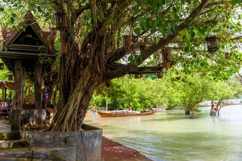 Old big tree by the sea, on which lanterns Stock Photos