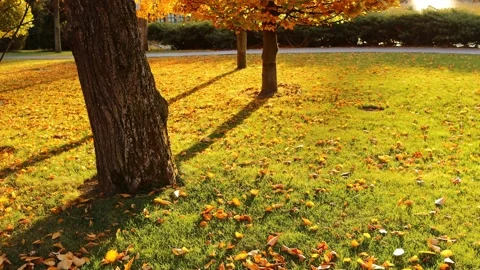 Old big tree trunk. Autumn evening landscape. Stock Footage 164380391
