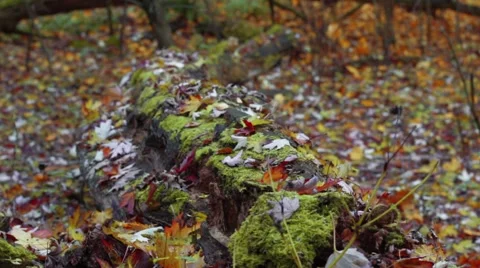 Old big tree trunk with many ants is on the ground in the autumn forest Video stock 45081909