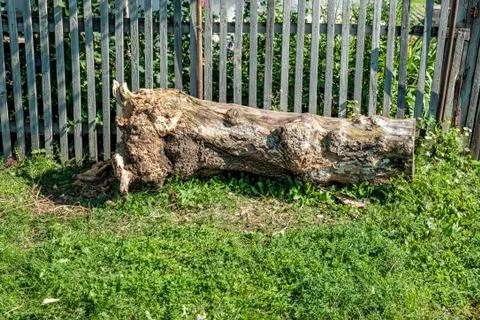 Old big tree trunk Stock Photos