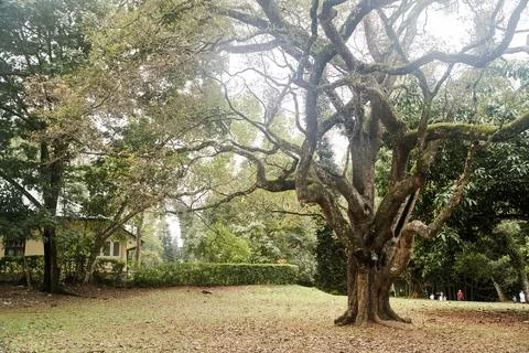 Old big tree with twisting branches in Royal Botanical Garden in Sri Lanka Foto stock