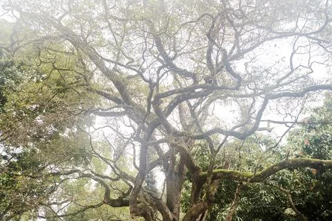 Old big tree with twisting branches in Royal Botanical Garden in Sri Lanka Stock Photos