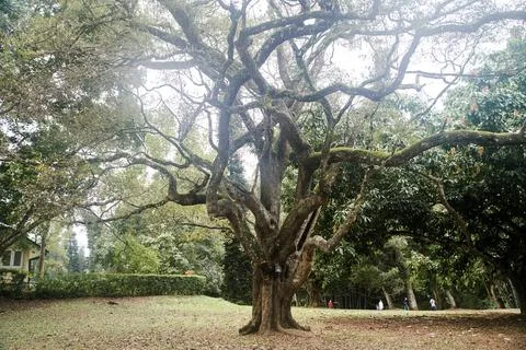 Old big tree with twisting branches in Royal Botanical Garden in Sri Lanka Stock Photos