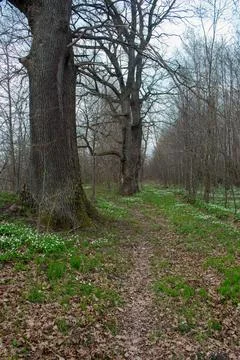 Old big trees in spring forest Foto stock