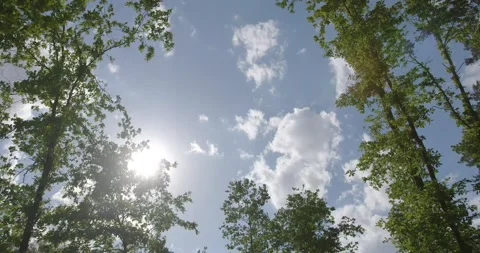 The old big trees sway in the wind. Background with blue sky and green trees, 4k 스톡 동영상 140037045