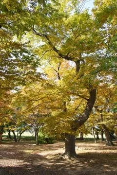Old big zelkova tree Stock Photos