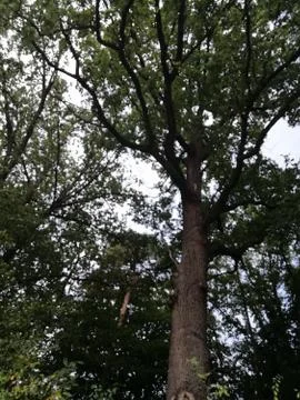 Old biggest high  tree Stock Photos