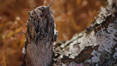 Old birch in autumn forest Stock Footage 194370646