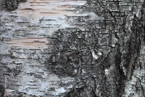 Old birch bark close-up Stock Photos