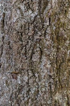 Old birch bark with lichen, Texture, natural background Stock Photos