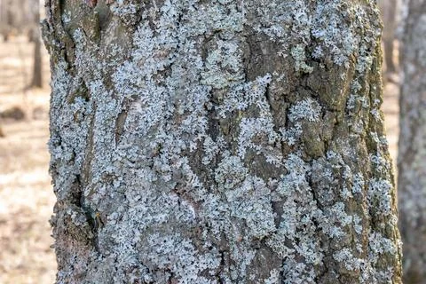 Old birch bark with lichen, Texture, natural background Stock Photos