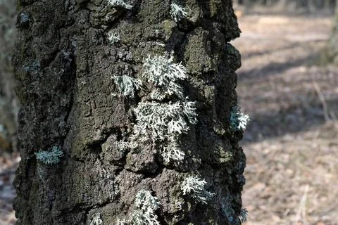 Old birch bark with lichen, Texture, natural background Stock Photos