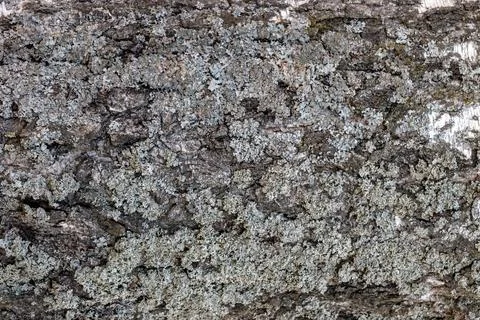 Old birch bark with lichen, Texture, natural background Stock Photos